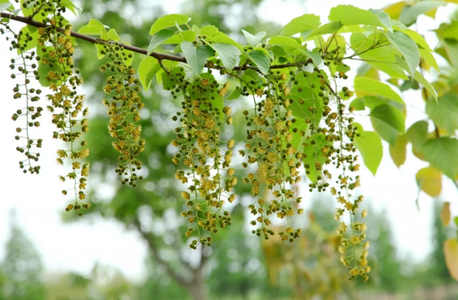 山桐子雄花序