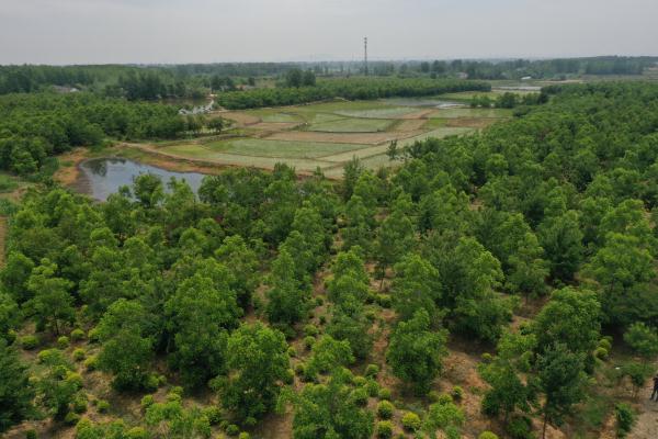 全椒县金润园林公司薄壳山核桃基地.JPG