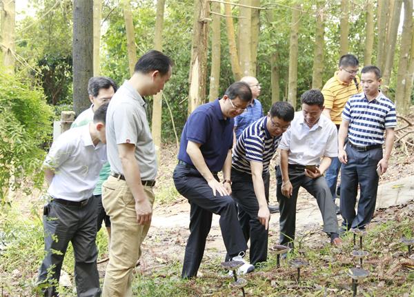 2　　贺州市委书记李宏庆（前排右二）调研林场林下经济　　.jpg