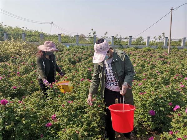 平阴县玫瑰研究所科研人员在采摘鲜花，供科研之用。.jpg