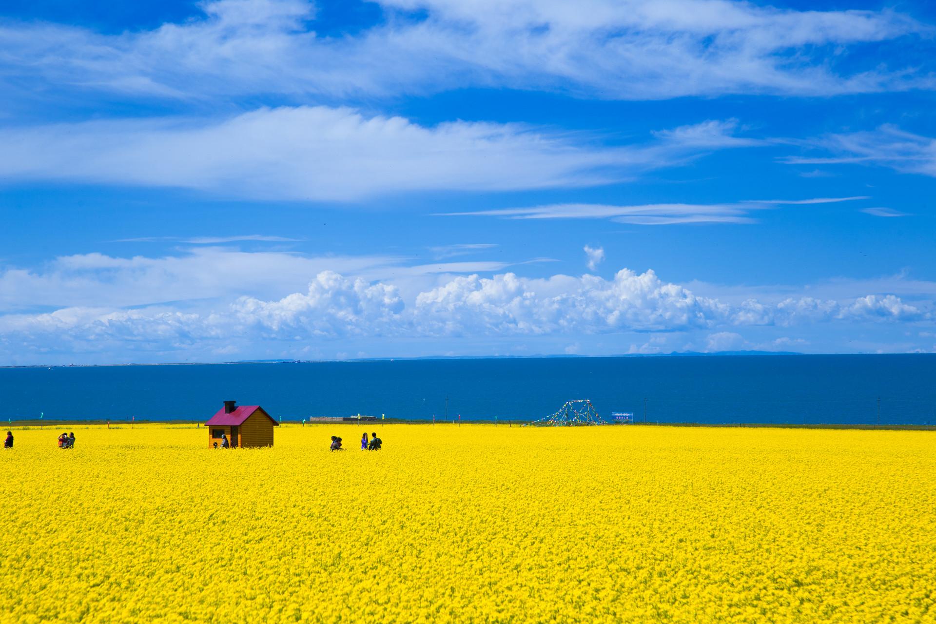 青海湖旅游指南：油菜花最佳观赏时间及地点（青海旅游推荐） - 知乎