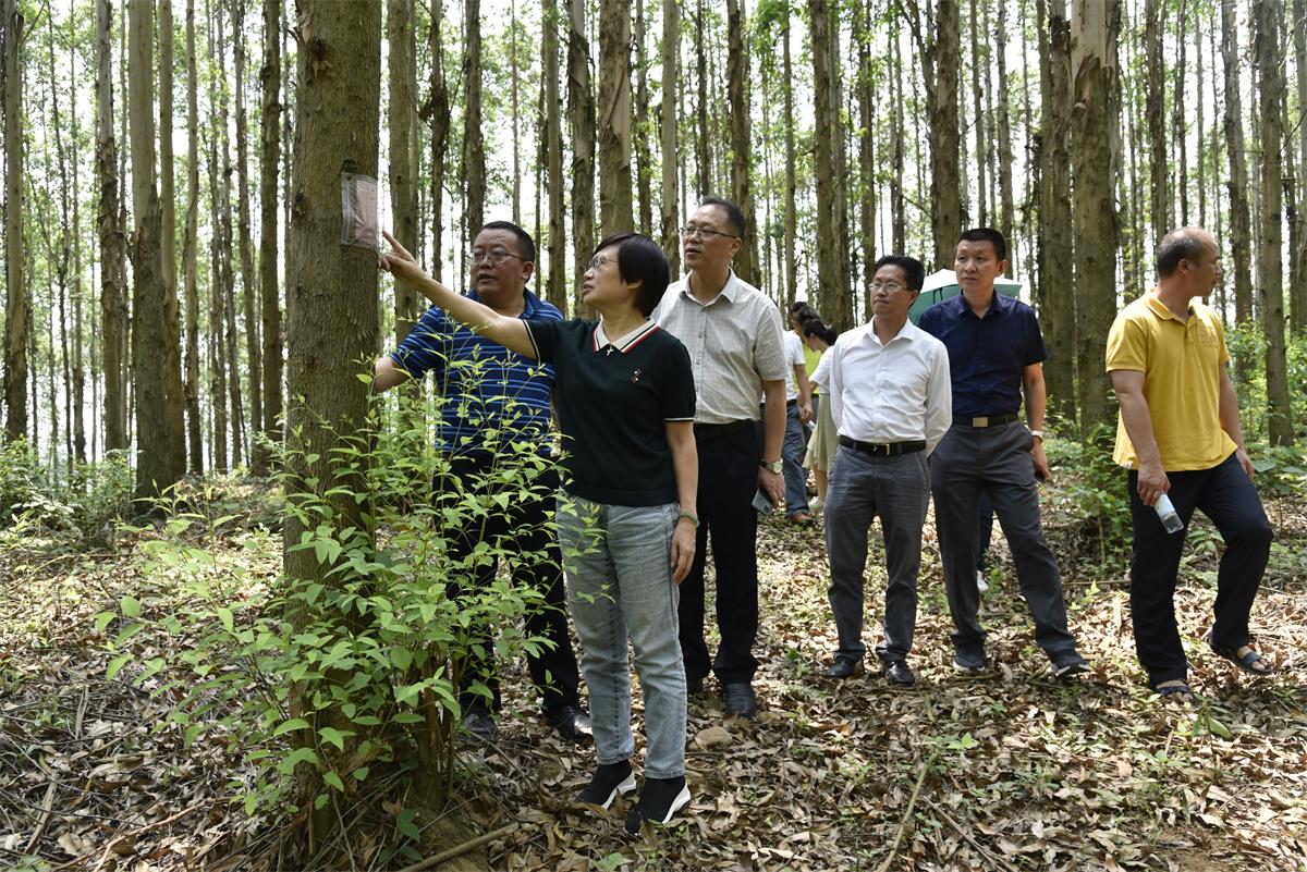 4　　黄冕林场场长张泽尧（左一）、党委书记杨家强（左三）陪同广西自治区林业局总工程师李巧玉（左二一）调研六重山高产示范林建设.JPG