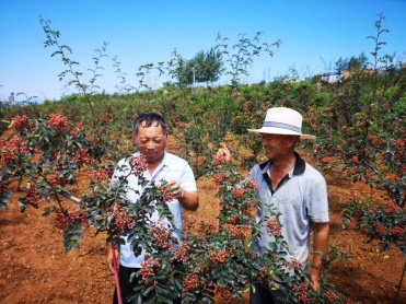 岳阳林纸打通产业扶贫主干道  精准接力助致富(1)674.jpg