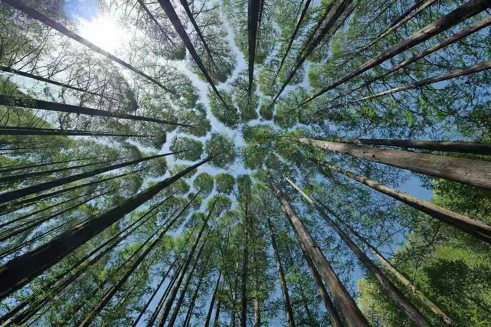 茂源林业的桉树基地美景.jpg