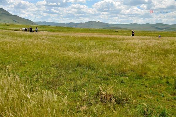 内蒙古西乌旗多措恢复草原生态环境