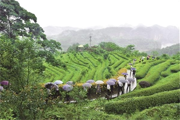 福建森林康养激发生态旅游新活力