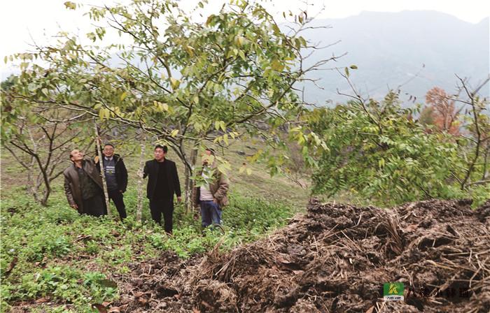 凤山县金牙乡大平村张昌锡的“核桃经”