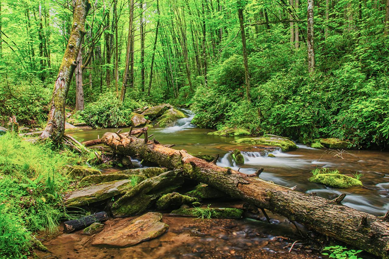 src=http___s1.1zoom.me_big0_272_USA_Forests_Stones_Pisgah_National_Forest_North_556453_1280x852.jpg&refer=http___s1.1zoom.jpg