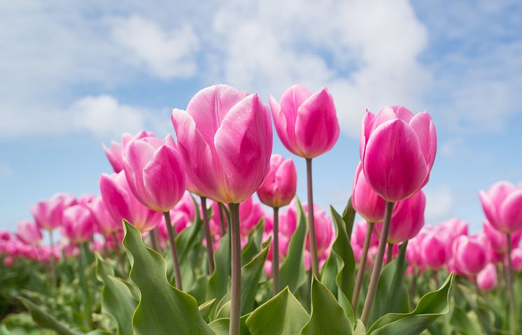 tulips-2254970__480.jpg