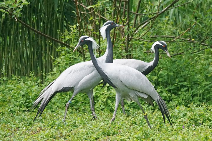 crane-1415280__480.jpg
