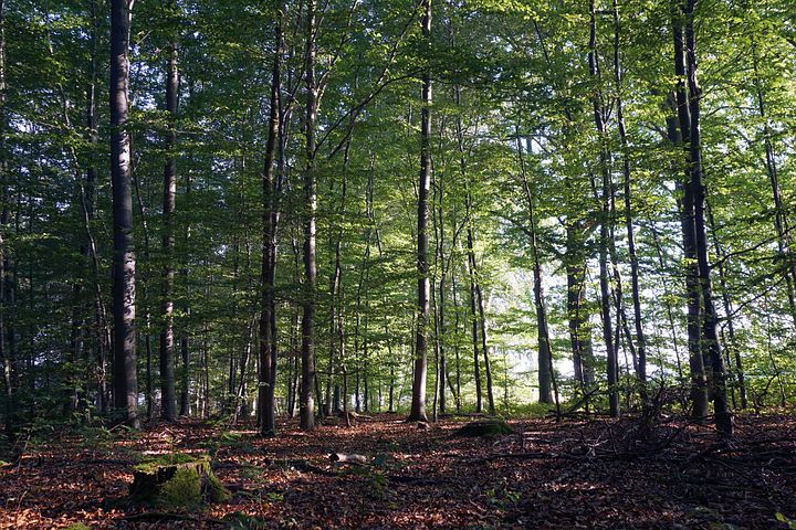 forest-1666736__480.jpg