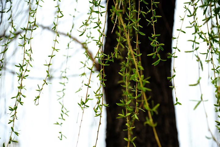 willow-4955372__480.jpg