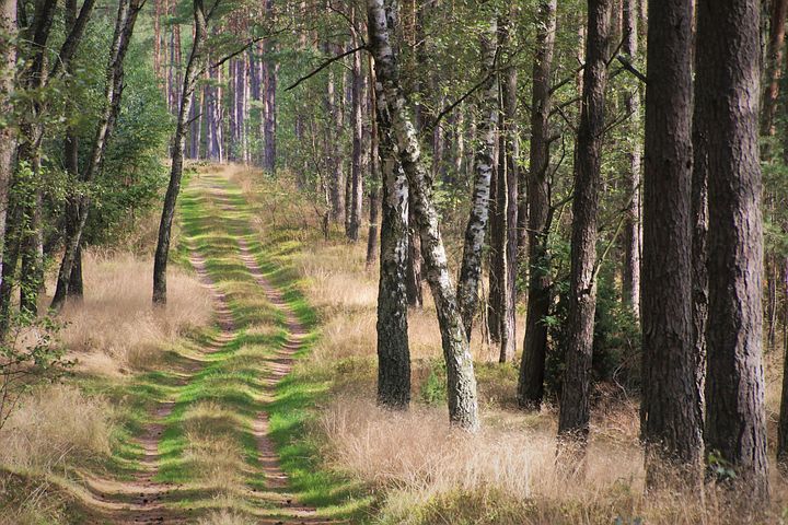the-smell-of-the-forest-5592770__480.jpg
