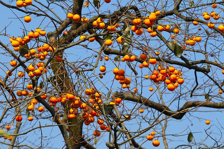natural-880069__480.jpg