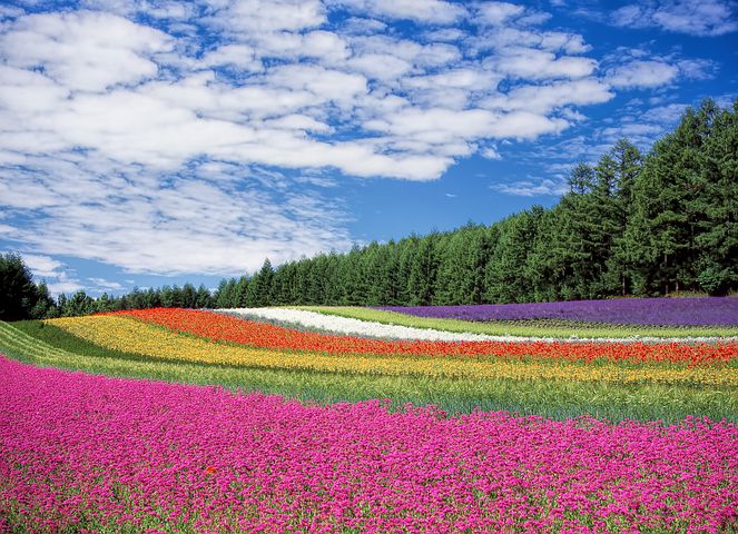 flower-field-250016__480.jpg