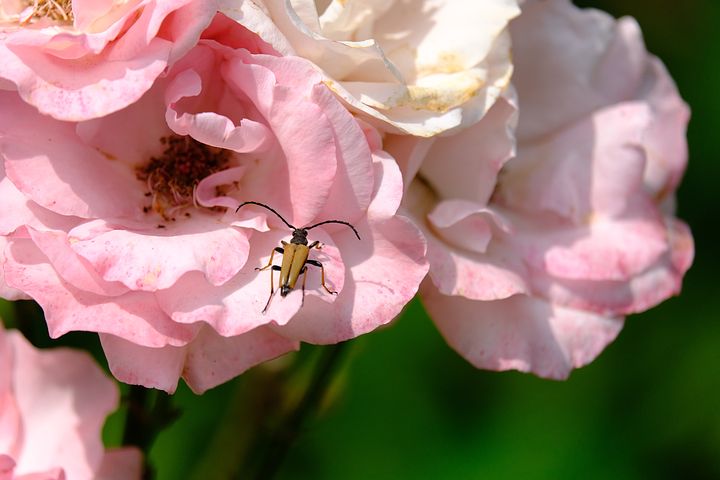 beetle-5486670__480.jpg