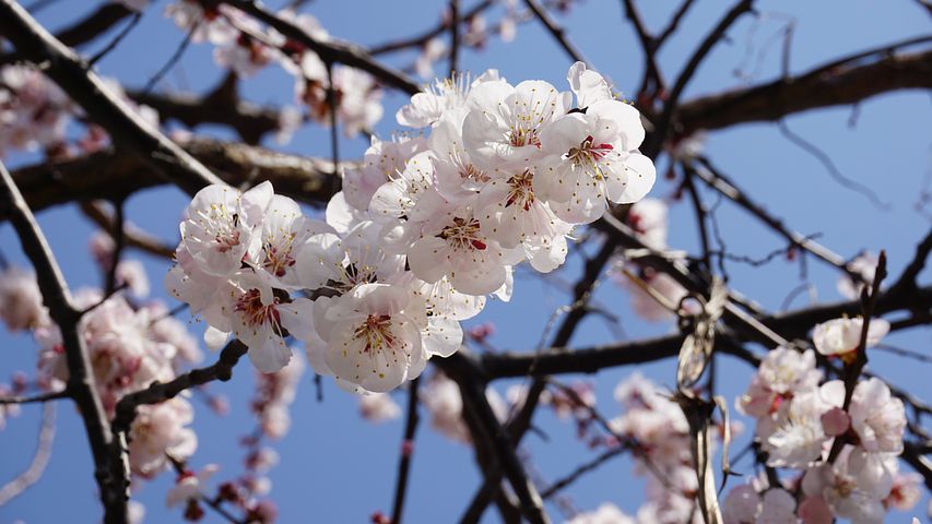 apricot-blossom-1298637__480.jpg