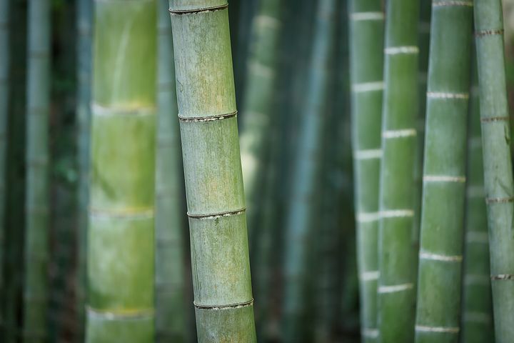 bamboo-3028709__480.jpg