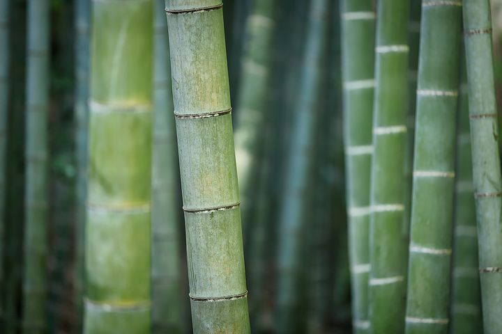 bamboo-3028709__480.jpg