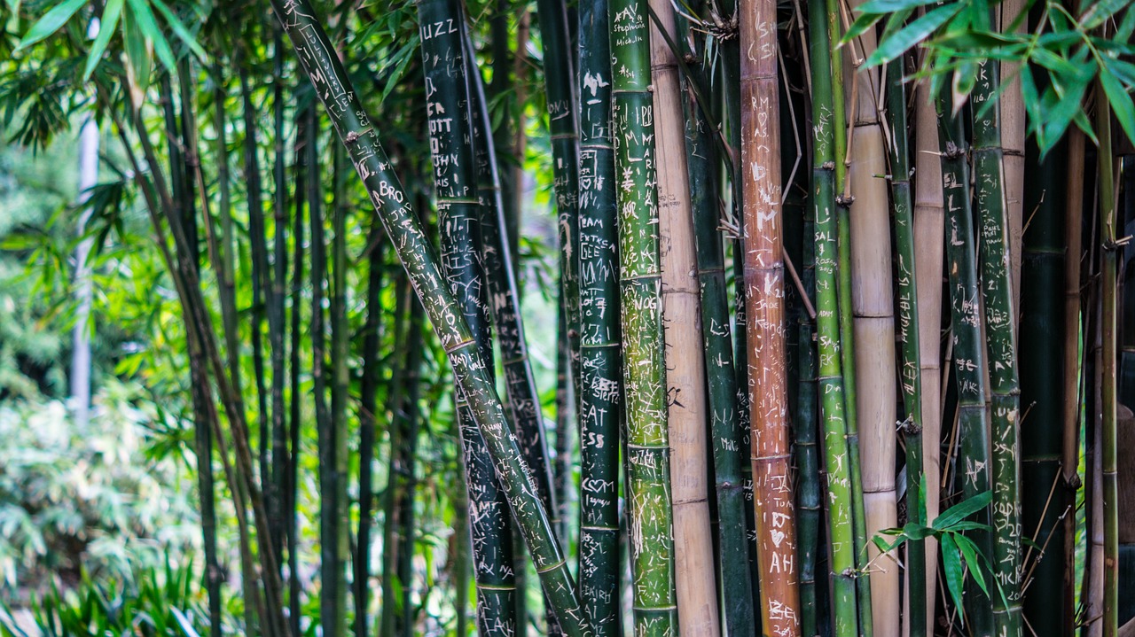 bamboo-142635_1280.jpg