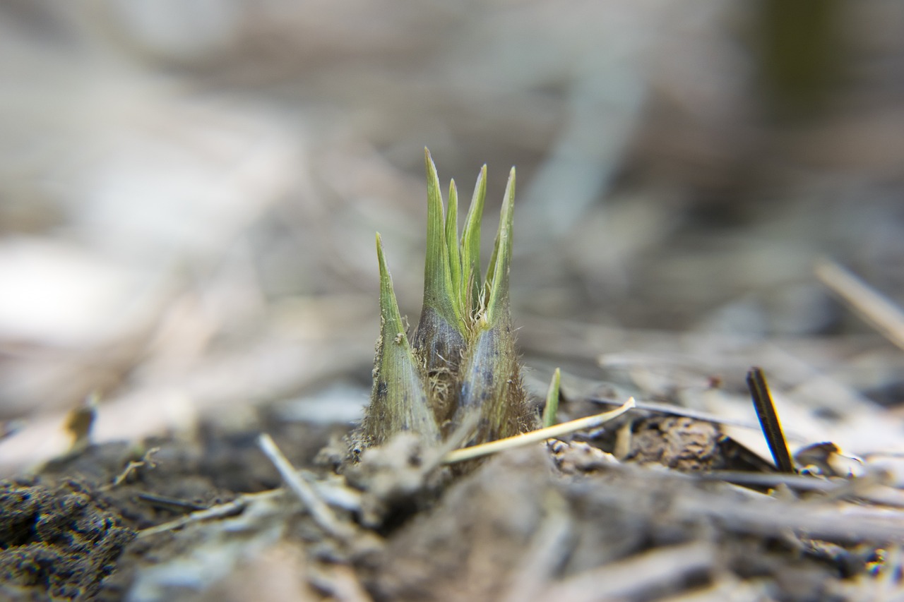 bamboo-shoots-2379725_1280.jpg