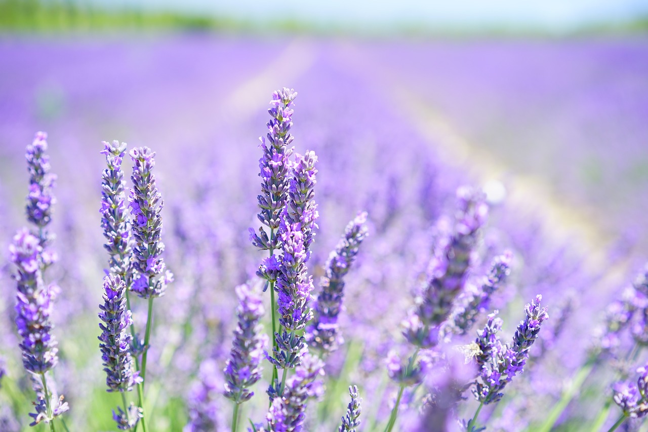 lavender-1595581_1280.jpg