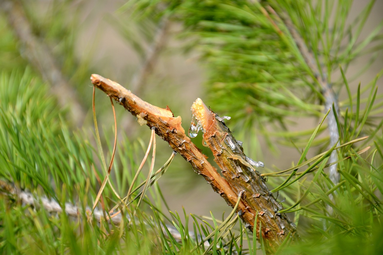 tree-1340551_1280.jpg