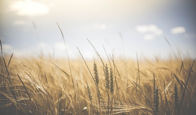 wheat-1845835_640.jpg