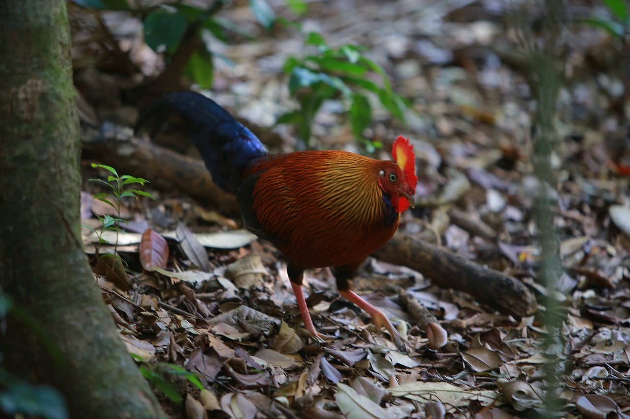 cock-4242403_1280.jpg