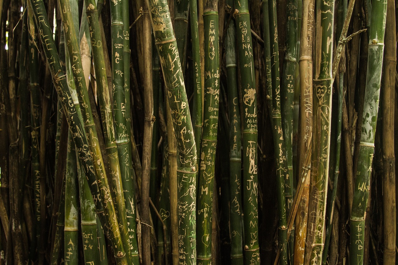 bamboo-1854190_1280.jpg