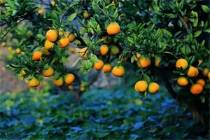 1761188821549185.jpg a987823844e50c8ed9089dc29d337492.jpg