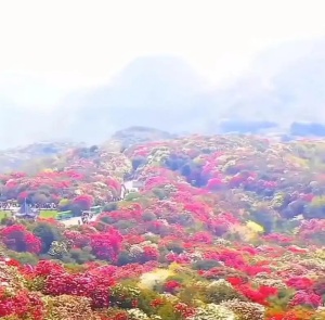 1761788610421479.jpg 0dbfde0609036da4afb3ee8bdd725b78.jpg