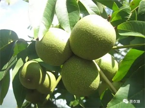 1762946776259094.jpg bdcf362274023cc19ff6b91b54bf637c.jpg