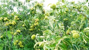 1763083597366113.jpg 439cc3e457ff9e568f60c5659ce2edc5.jpg