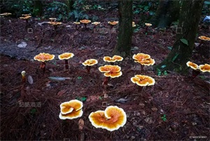 1763084014544326.jpg cb272ca90b58d68760db36f9d0115f9b.jpg