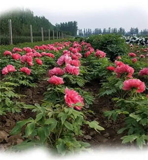 1763343652847075.jpg 3476963d6251900ac0f596bcc42e1d5f.jpg