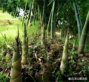 1765244435978080.jpg 70777bf62ce27e1e40420ec83fb30bd0.jpg