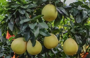 1766021060446960.jpg 2127287dfd31240060016bdeb865cdcb.jpg