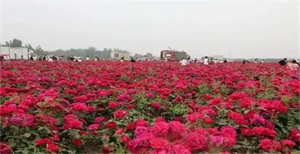 1766108388322586.jpg 522a7a449d40b1612c93b5ac26f6f2e6.jpg