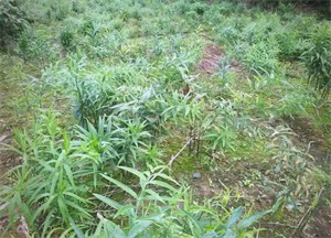 1766971459835910.jpg 1606afbdf1014573a80fdb71cad92b13.jpg