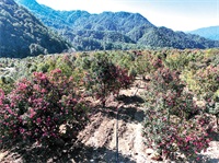 1772069724585222.jpg 17f57dec8a5273a7db9f8a0825c6c20a.jpg