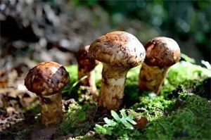 1773196408142611.jpg 10f42766c2b142e595a0a306c011fae6.jpg