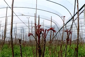 1774837429750165.jpg df3367aa05fe139e254ff124ae933f71.jpg