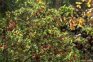 1775187750728932.jpg 0027598c65c1c994d515625b6682c40f.jpg