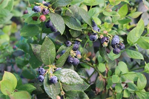 1775542347200682.jpg c6b28b40e044b1aab22621b4ad7eb427.jpg