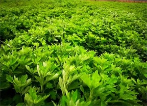 1776304025497020.jpg 006bcb746b14e74d261917767eb4a098.jpg