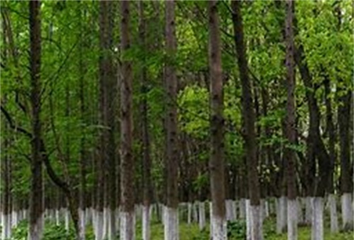 3f1ab49554031ea436daee70d0b86176_看图王.jpg